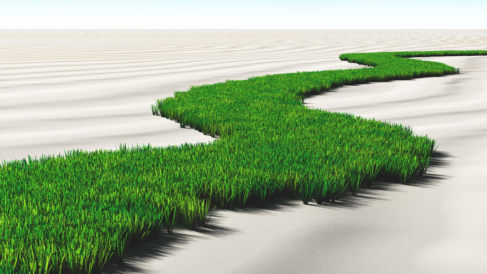 Grass Path in the Desert